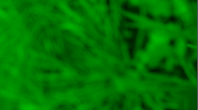 ebfenet_dense.png GrayscaleGreen